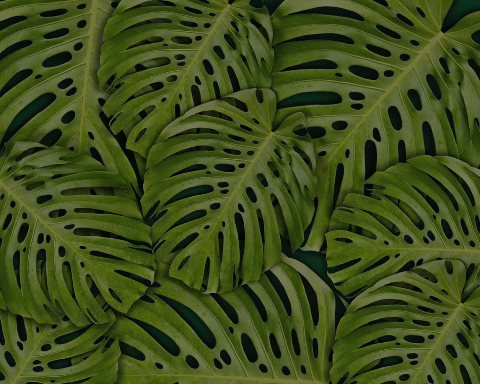 Feuilles tropicales pour une décoration jungle