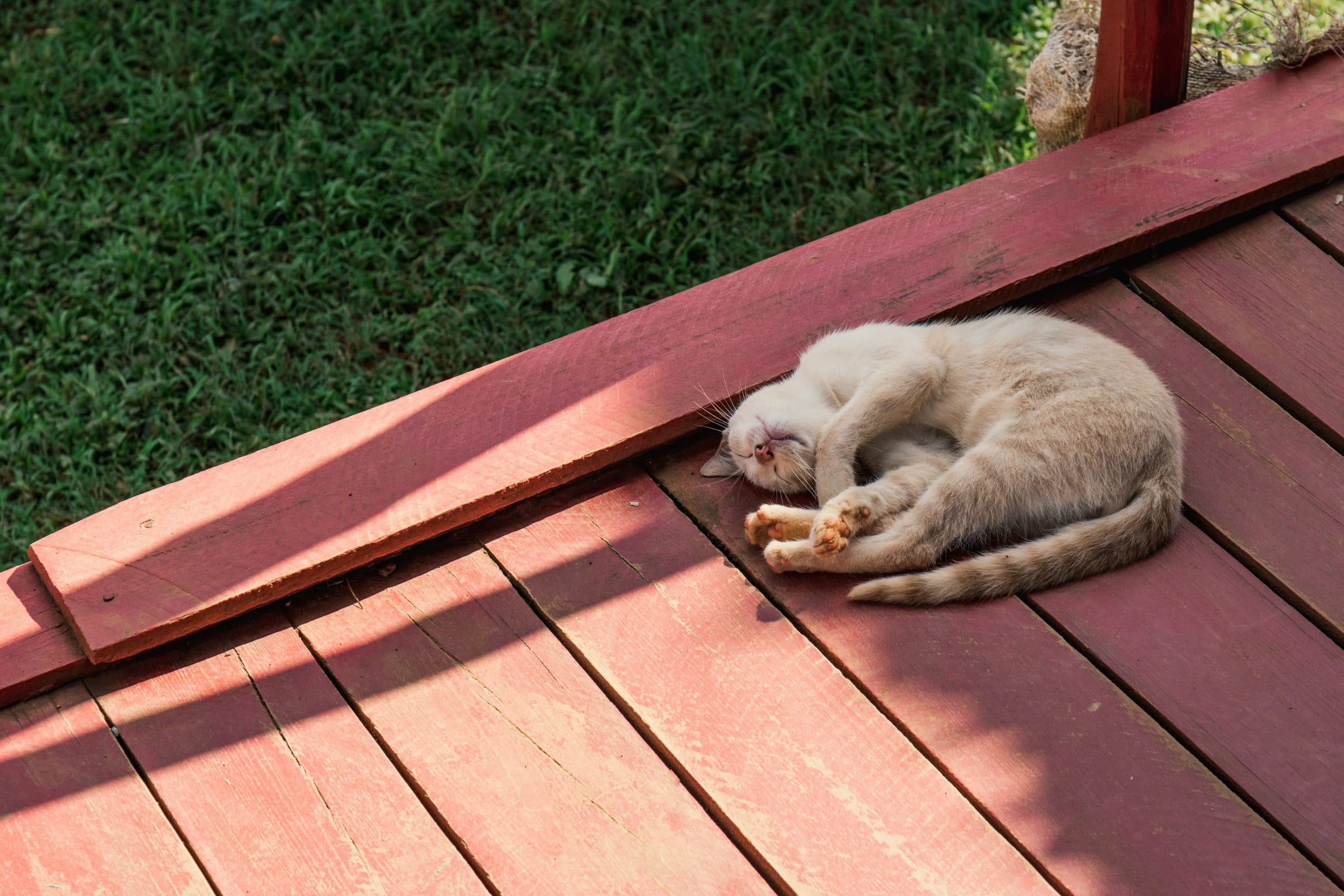 Chat qui se roule dans le jardin