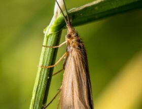 Comment se débarrasser des mites ?