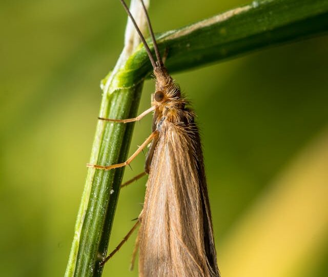 Comment se débarrasser des mites ?